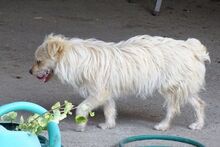 PABLO2, Hund, Mischlingshund in Rumänien - Bild 8