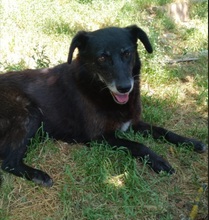 CORAZON, Hund, Mischlingshund in Rumänien - Bild 1
