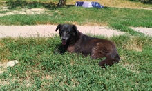 CORAZON, Hund, Mischlingshund in Rumänien - Bild 2