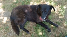 CORAZON, Hund, Mischlingshund in Rumänien - Bild 3
