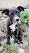 SAMI, Hund, Mischlingshund in Spanien - Bild 1