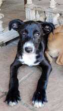SAMI, Hund, Mischlingshund in Spanien - Bild 2