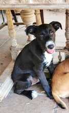 SAMI, Hund, Mischlingshund in Spanien - Bild 3