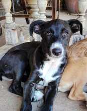 SAMI, Hund, Mischlingshund in Spanien - Bild 4