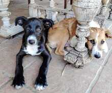 SAMI, Hund, Mischlingshund in Spanien - Bild 5