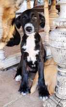 SAMI, Hund, Mischlingshund in Spanien - Bild 6