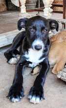 SAMI, Hund, Mischlingshund in Spanien - Bild 7