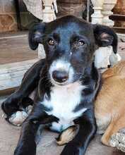 SAMI, Hund, Mischlingshund in Spanien - Bild 8