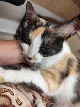 SOLANA, Katze, Europäisch Kurzhaar in Bulgarien - Bild 2