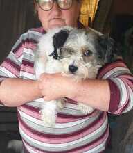 BIANCHINA, Hund, Mischlingshund in Italien - Bild 1