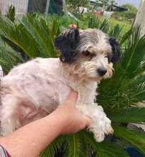 BIANCHINA, Hund, Mischlingshund in Italien - Bild 2
