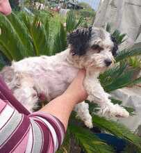 BIANCHINA, Hund, Mischlingshund in Italien - Bild 4