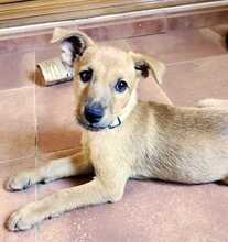 EGON, Hund, Mischlingshund in Spanien - Bild 1