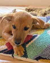 EGON, Hund, Mischlingshund in Spanien - Bild 3