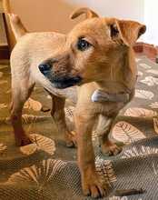 EGON, Hund, Mischlingshund in Spanien - Bild 4