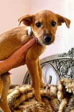 EGON, Hund, Mischlingshund in Spanien - Bild 5