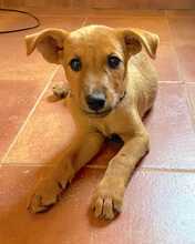 EGON, Hund, Mischlingshund in Spanien - Bild 6