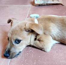 EGON, Hund, Mischlingshund in Spanien - Bild 7