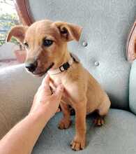 EGON, Hund, Mischlingshund in Spanien - Bild 8