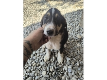 ELMO, Hund, Mischlingshund in Rumänien - Bild 1