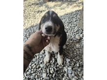 ELMO, Hund, Mischlingshund in Rumänien - Bild 2