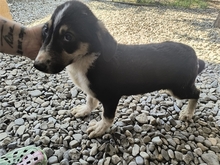 ELMO, Hund, Mischlingshund in Rumänien - Bild 3