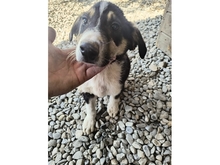ELMO, Hund, Mischlingshund in Rumänien - Bild 4