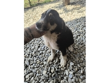 ELMO, Hund, Mischlingshund in Rumänien - Bild 5