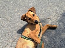 FRITZ, Hund, Mischlingshund in Ungarn - Bild 1