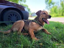 FRITZ, Hund, Mischlingshund in Ungarn - Bild 10