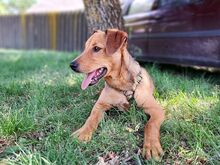 FRITZ, Hund, Mischlingshund in Ungarn - Bild 11