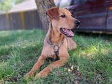 FRITZ, Hund, Mischlingshund in Ungarn - Bild 12