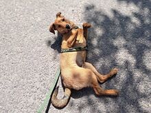 FRITZ, Hund, Mischlingshund in Ungarn - Bild 13