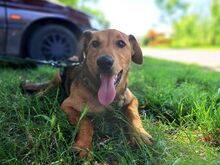 FRITZ, Hund, Mischlingshund in Ungarn - Bild 14