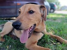 FRITZ, Hund, Mischlingshund in Ungarn - Bild 15