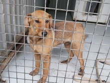 FRITZ, Hund, Mischlingshund in Ungarn - Bild 16