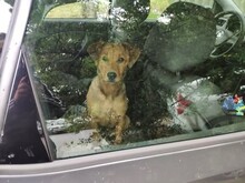 FRITZ, Hund, Mischlingshund in Ungarn - Bild 17