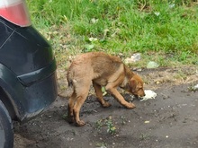 FRITZ, Hund, Mischlingshund in Ungarn - Bild 18