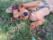 FRITZ, Hund, Mischlingshund in Ungarn - Bild 2