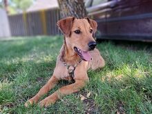 FRITZ, Hund, Mischlingshund in Ungarn - Bild 5