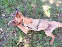 FRITZ, Hund, Mischlingshund in Ungarn - Bild 6