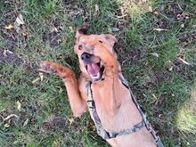 FRITZ, Hund, Mischlingshund in Ungarn - Bild 7