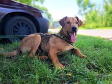 FRITZ, Hund, Mischlingshund in Ungarn - Bild 8