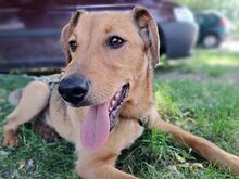 FRITZ, Hund, Mischlingshund in Ungarn - Bild 9