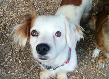 MARRY, Hund, Mischlingshund in Singhofen - Bild 1