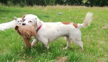 MARRY, Hund, Mischlingshund in Singhofen - Bild 10