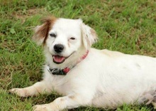 MARRY, Hund, Mischlingshund in Singhofen - Bild 12