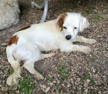 MARRY, Hund, Mischlingshund in Singhofen - Bild 2