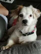MARRY, Hund, Mischlingshund in Singhofen - Bild 3