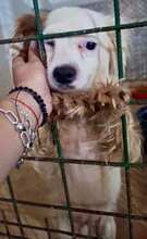 MARRY, Hund, Mischlingshund in Singhofen - Bild 4